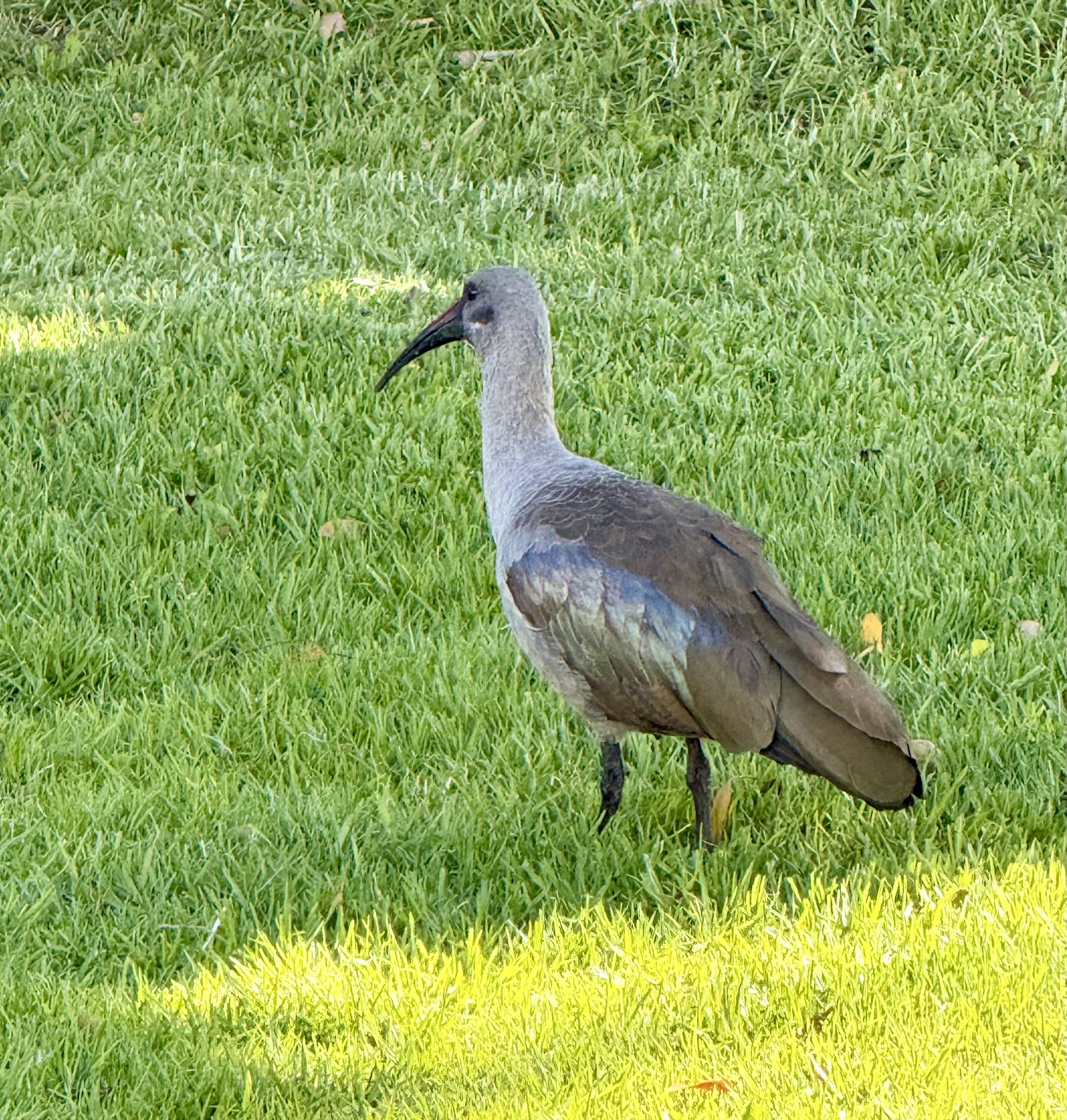 Hadada Ibis (Bostrychia hagedash), photo 3