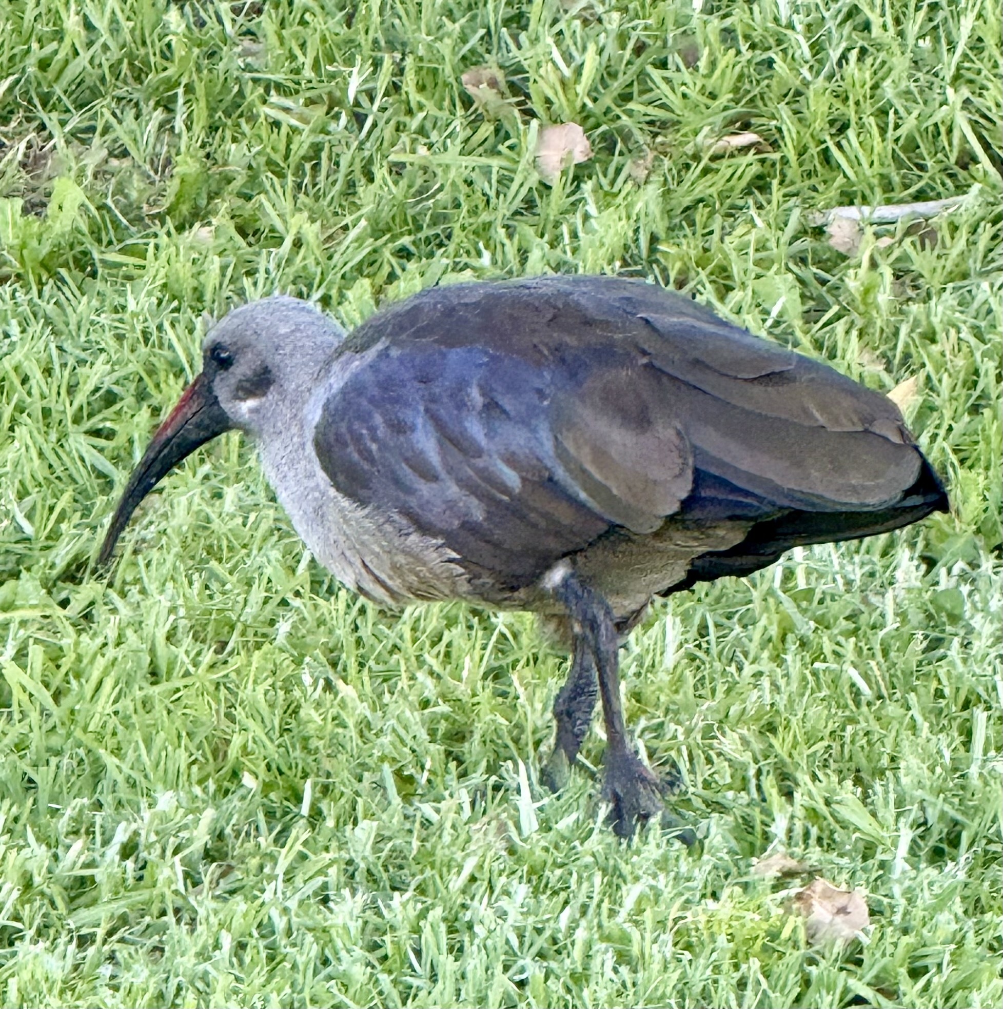 Hadada Ibis (Bostrychia hagedash), photo 4