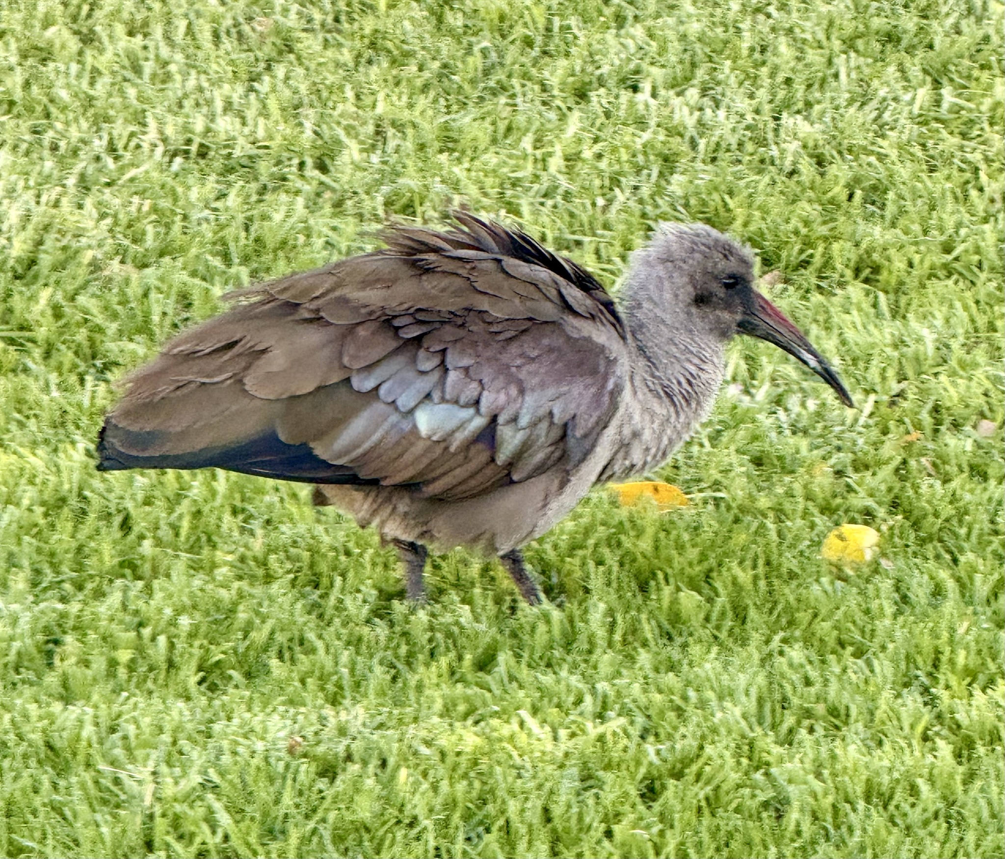 Hadada Ibis (Bostrychia hagedash), photo 5