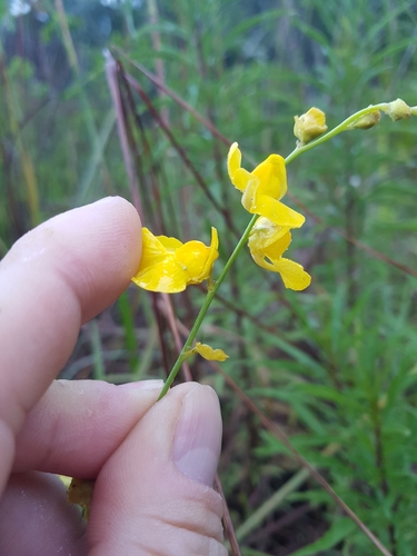 Utricularia praelonga, photograph 5