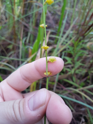 Utricularia praelonga, photograph 6