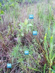 Utricularia praelonga