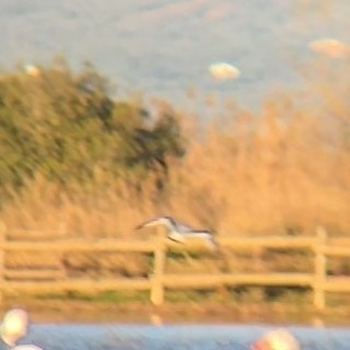 Little Gull (Hydrocoloeus minutus), photo 1