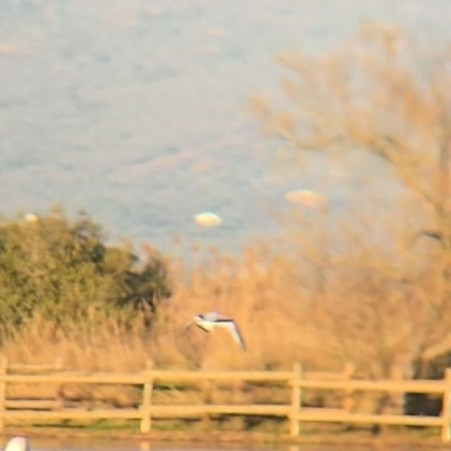 Little Gull (Hydrocoloeus minutus), photo 2