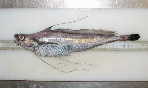 Longfin hake (Phycis chesteri) — Phycidae — 5