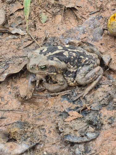 Cururu Toad