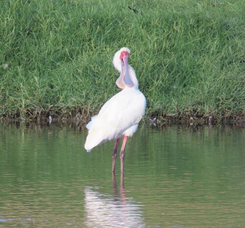 iNaturalist: (c) Johan Huisamen, some rights reserved (CC BY-NC), uploaded by Johan Huisamen iNaturalist image