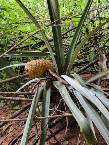 pineapple