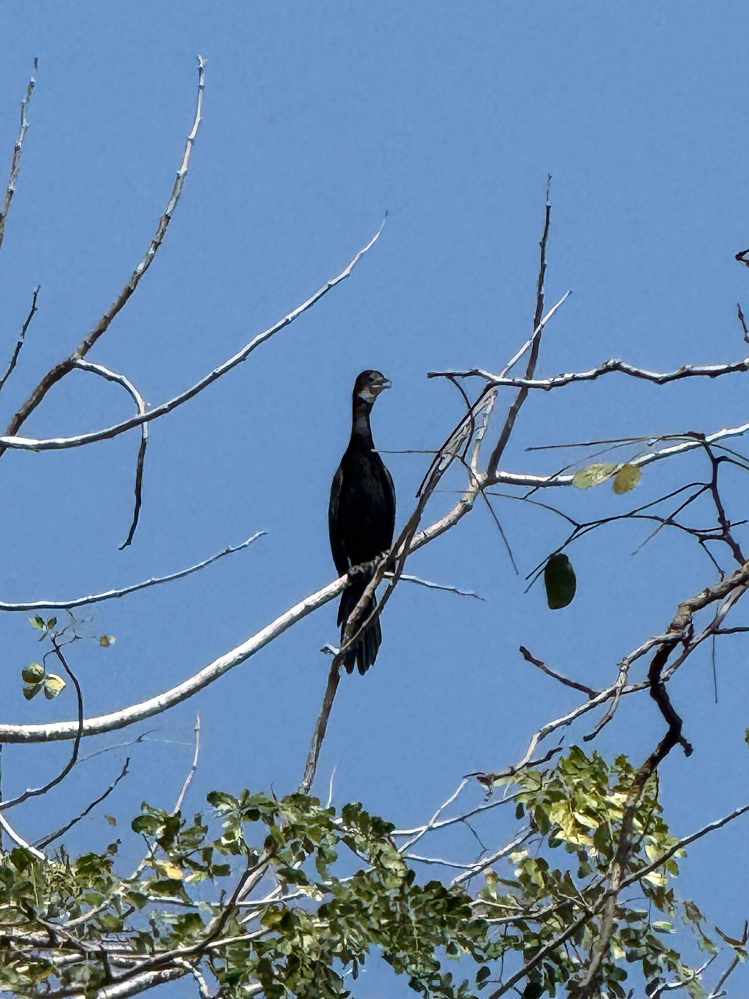 Little Cormorant (Microcarbo niger), photo 3