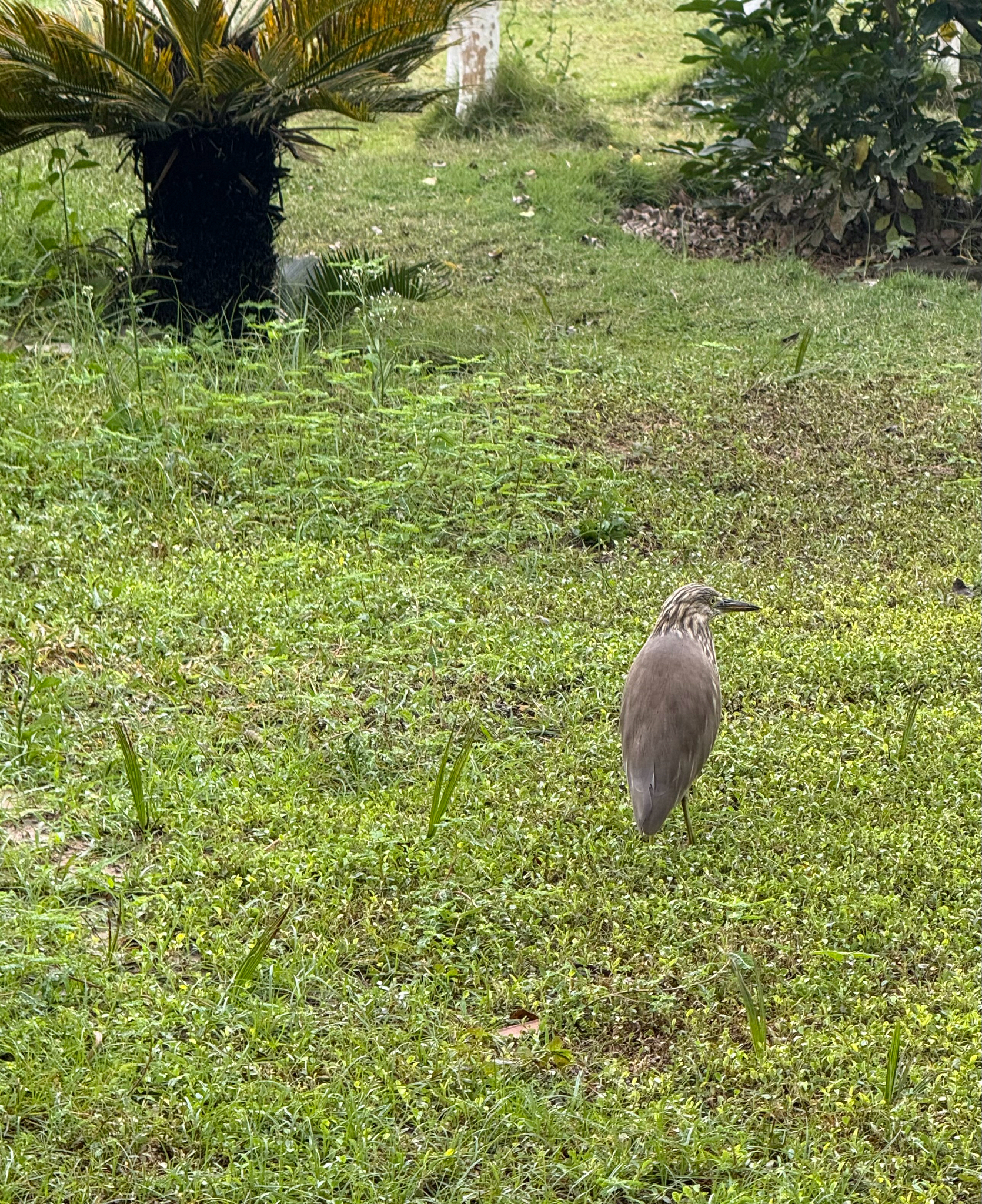 Indian Pond Heron (Ardeola grayii), photo 2