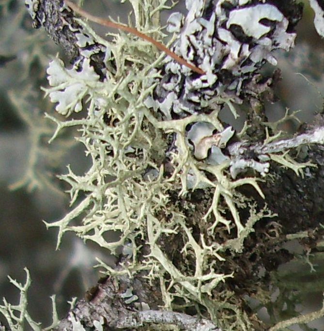 Evernia mesomorpha image