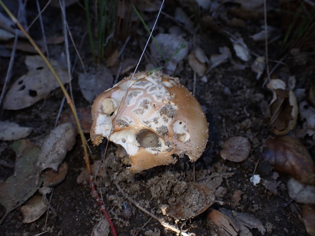 Amanita velosa · January 2026 · photo: © sus_scrofa (iNaturalist, cc-by)