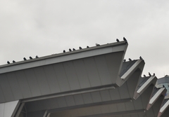 Columba livia domestica