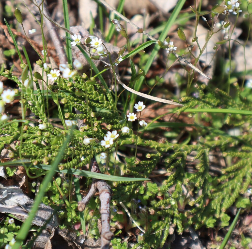 Common Whitlowgrass from Central Kootenay, BC, Canada on April 22, 2025 ...