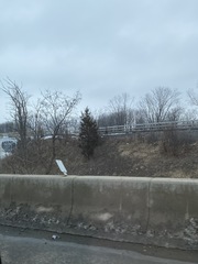 Juniperus virginiana virginiana