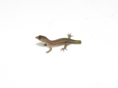 Barbour's Clawed Gecko photo 2