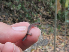 Barbour's Clawed Gecko photo 4