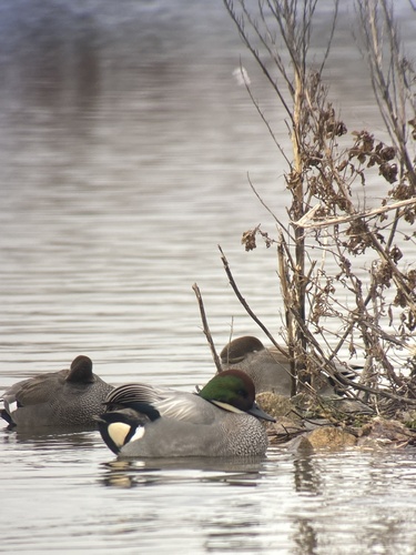 Falcated Duck (Mareca falcata), photo 5