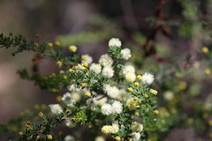 Acacia mitchellii