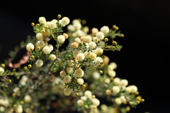 Acacia mitchellii