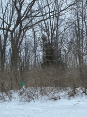 Juniperus virginiana virginiana