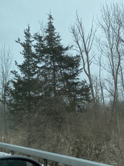 Juniperus virginiana virginiana