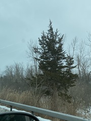 Juniperus virginiana virginiana