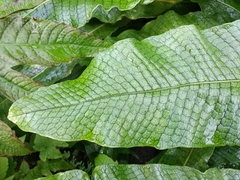 Microsorum musifolium