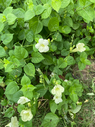 Chinese violet