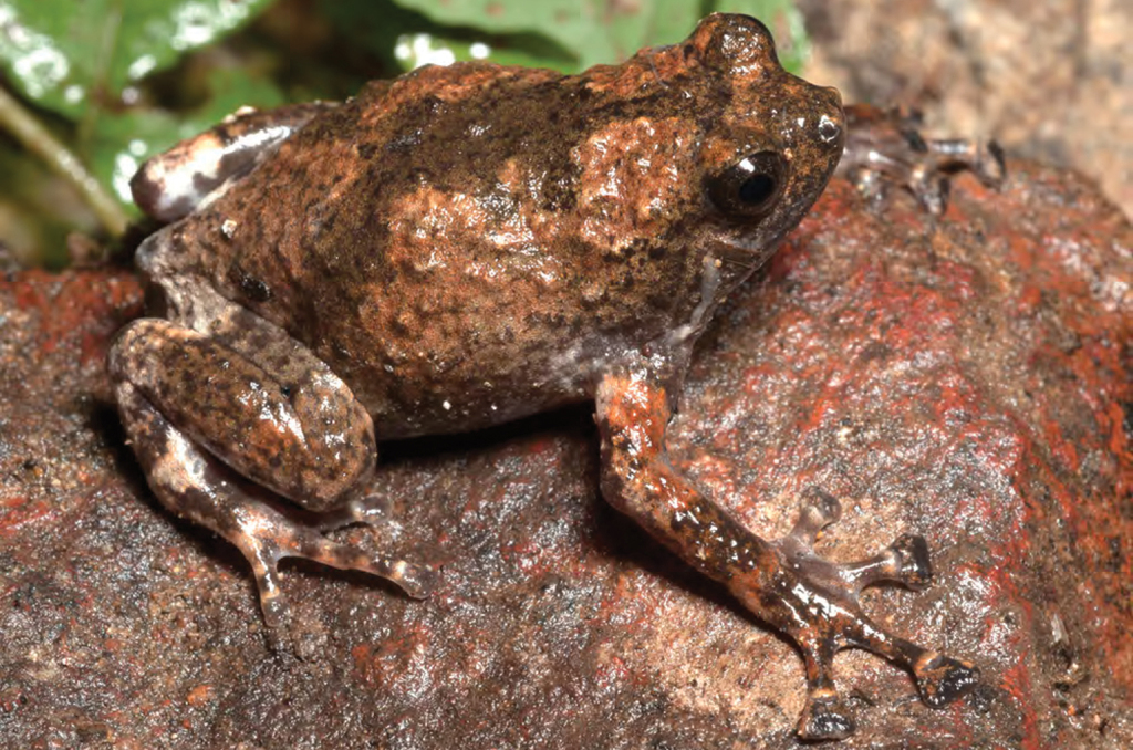 Kalinga Narrowmouth Toad