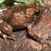 Kalinga Narrowmouth Frog - Photo (c) Brown R, Siler C, Oliveros C, Welton L, Rock A, Swab J, Van Weerd M, van Beijnen J, Rodriguez D, Jose E, Diesmos A, some rights reserved (CC BY)