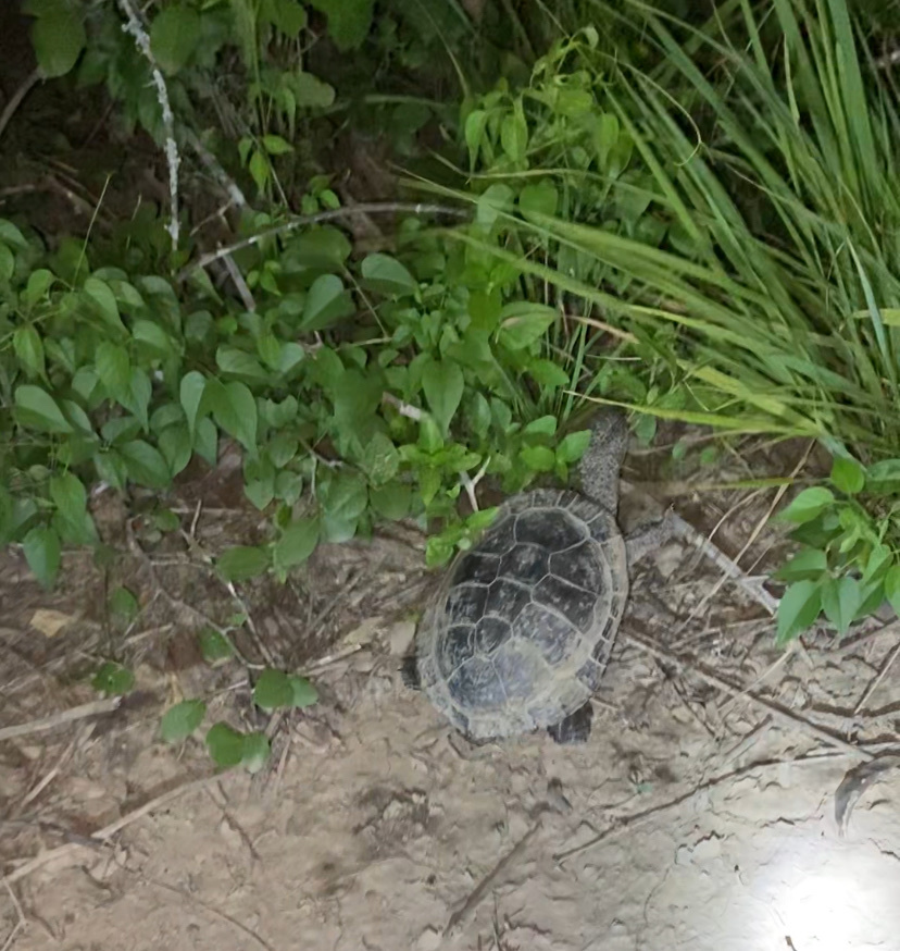 Chaco Side-necked Turtle in January 2026 by Daiana Bustamante · iNaturalist
