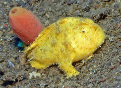 Hispid Frogfish photo 3