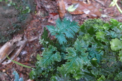 Hymenophyllales