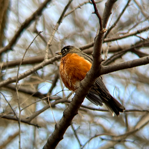 American Robin