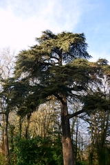 Cedrus libani, photograph author not stated, no rights reserved