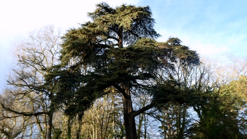 Cedrus libani, photograph 5