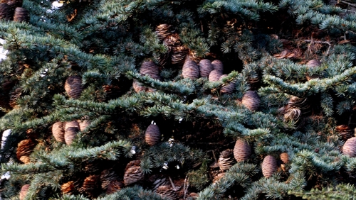 Cedrus libani, photograph 6