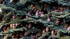 Cedrus libani, photograph author not stated, no rights reserved