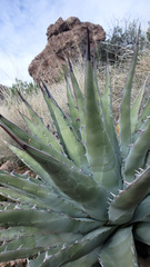 Agave chrysantha