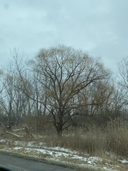 Populus deltoides deltoides