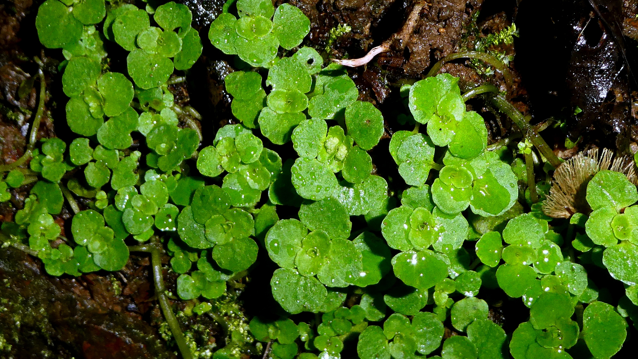 Imagem de Chrysosplenium oppositifolium