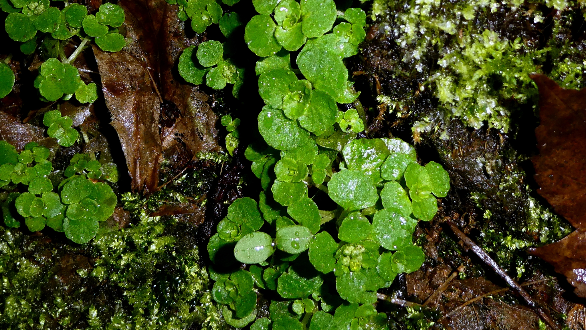 Imagem de Chrysosplenium oppositifolium