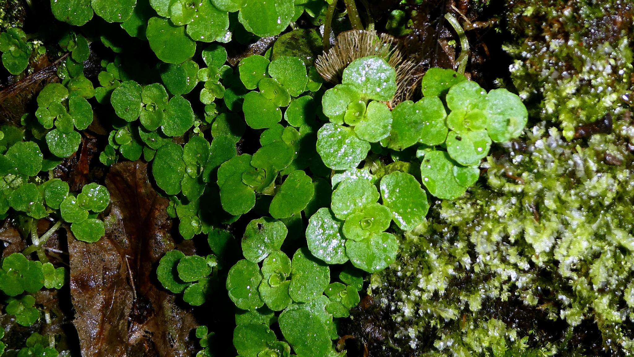Imagem de Chrysosplenium oppositifolium