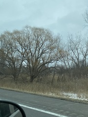 Populus deltoides deltoides