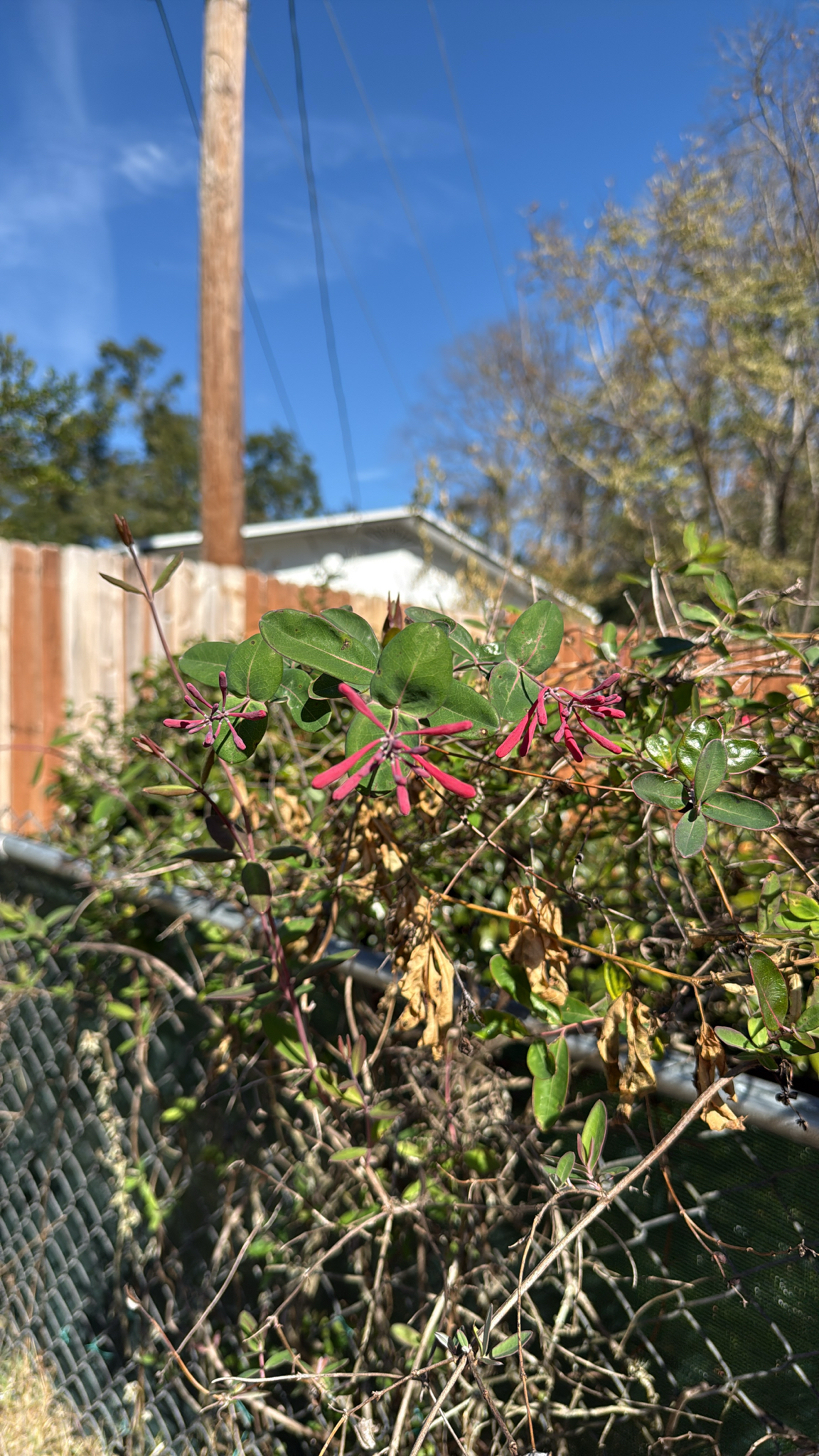 Trumpet honeysuckle