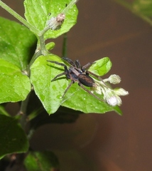 Teminius insularis