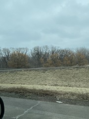 Populus deltoides deltoides