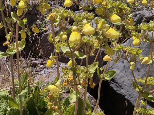 Calceolaria paralia, photograph 2
