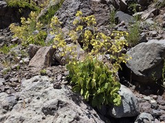 Calceolaria paralia, photograph (c) Cesar Ormazabal, some rights reserved (CC BY)